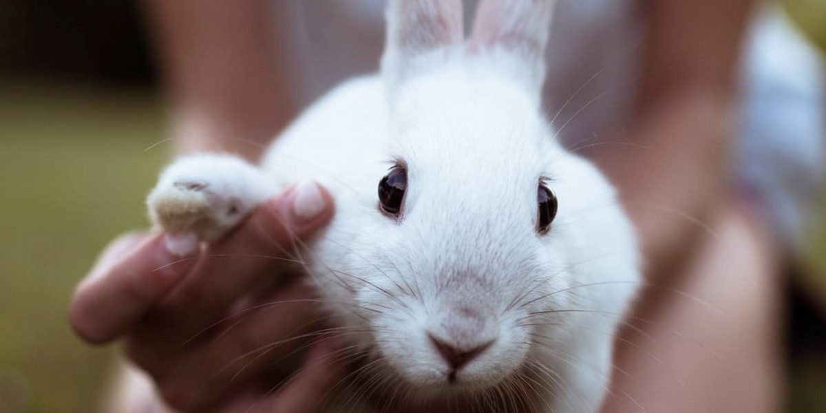 Comprehensive Guide to Caring for Your Rabbits at Home