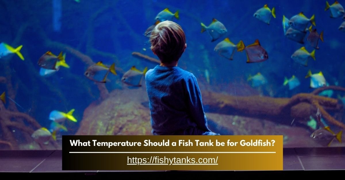 What Temperature Should a Fish Tank Be for Goldfish?