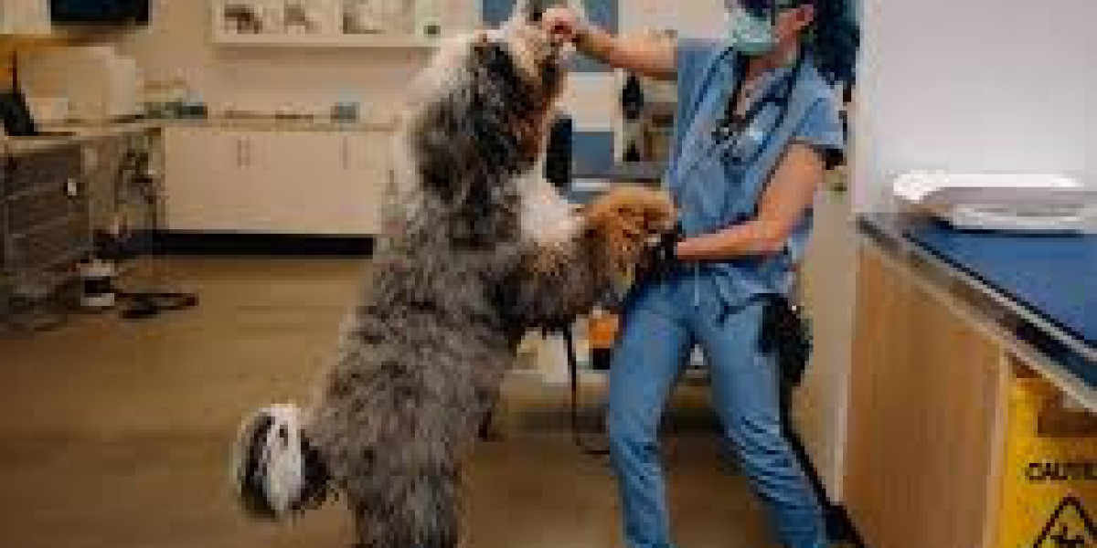 Winnipeg Low Cost Vet Options for Affordable Pet Care