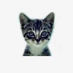 We Love Cats and Kittens Profile Picture