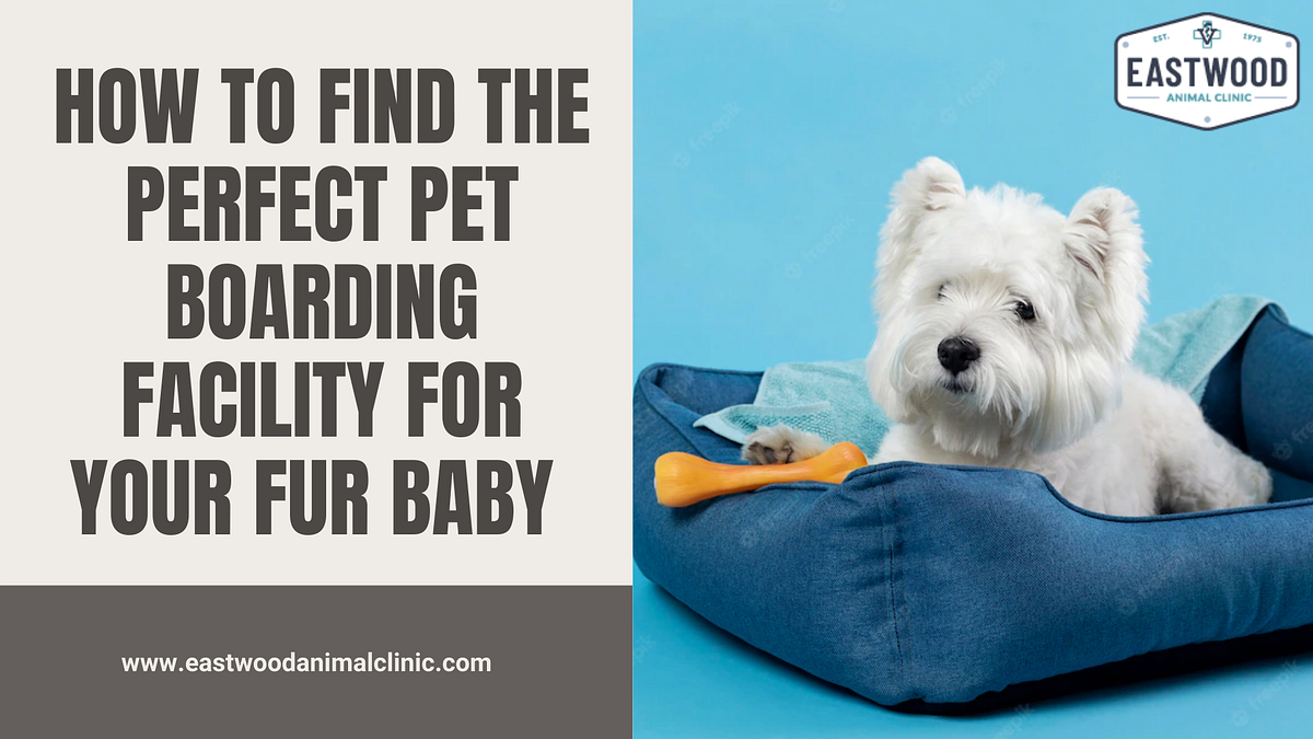 How To Find The Perfect Pet Boarding Facility For Your Fur Baby | by Eastwood Animal Clinic | Medium