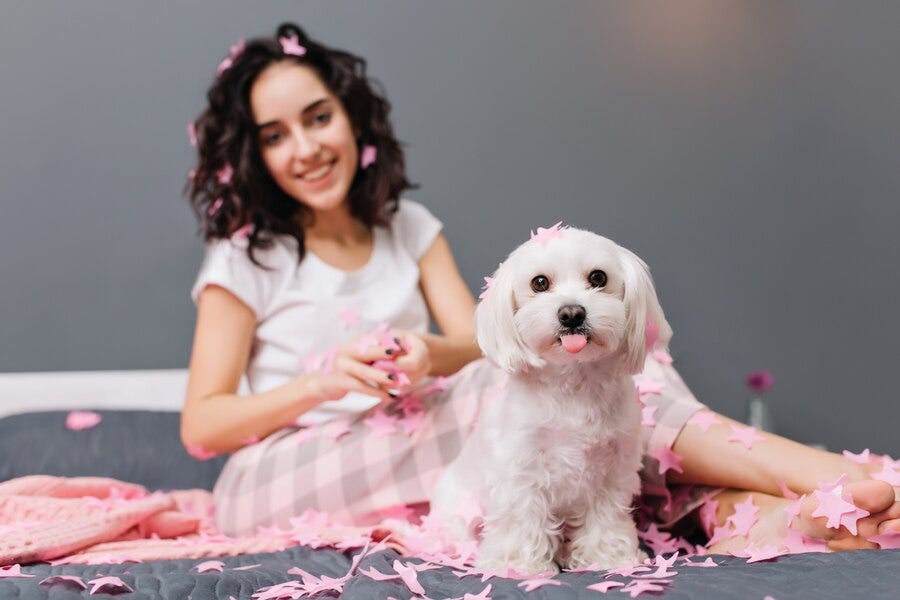 How to Keep Your Pet’s Fur Clean and Shiny? | by Eastwood Animal Clinic | Medium
