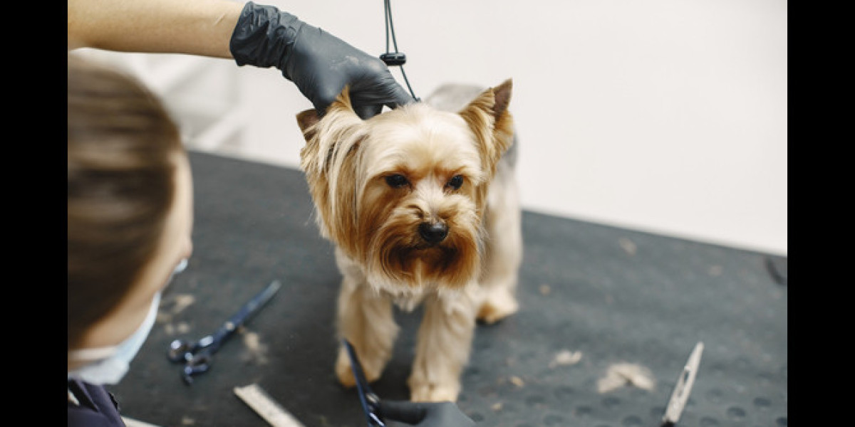 How Often Should You Schedule Dog Grooming at All Dogs Rock in West Palm Beach?