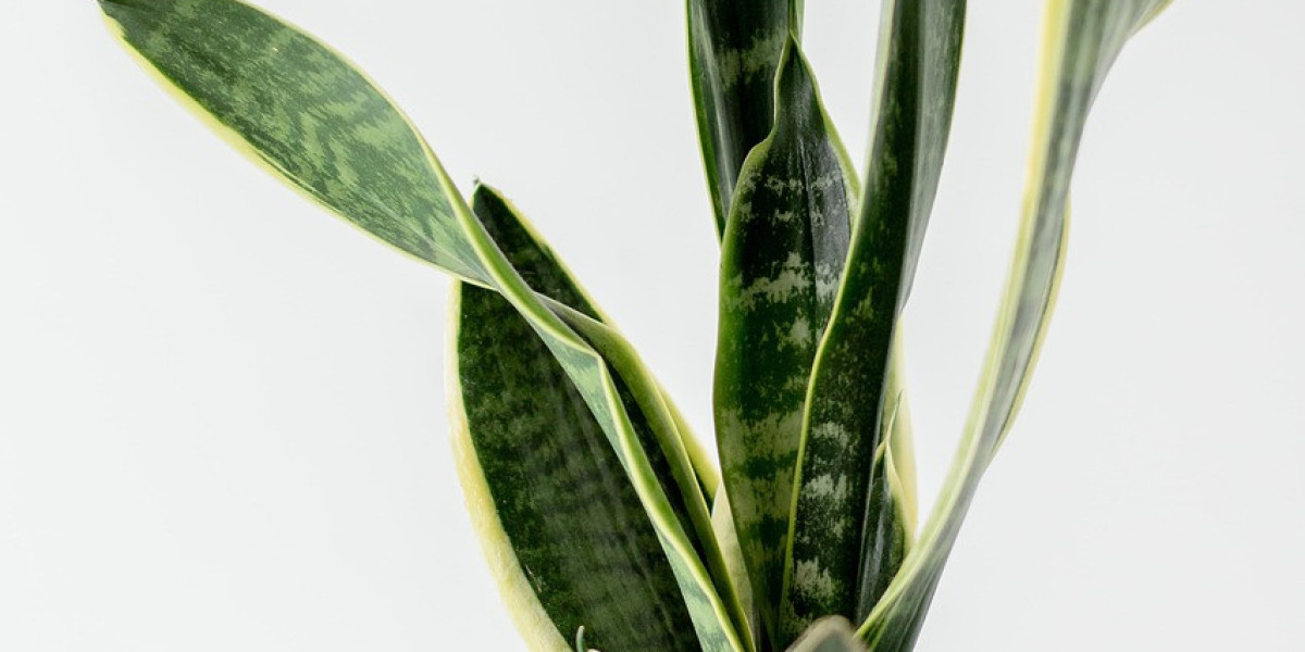 Why Snake Plants Are Must-Have Best Indoor Plants in Pakistan