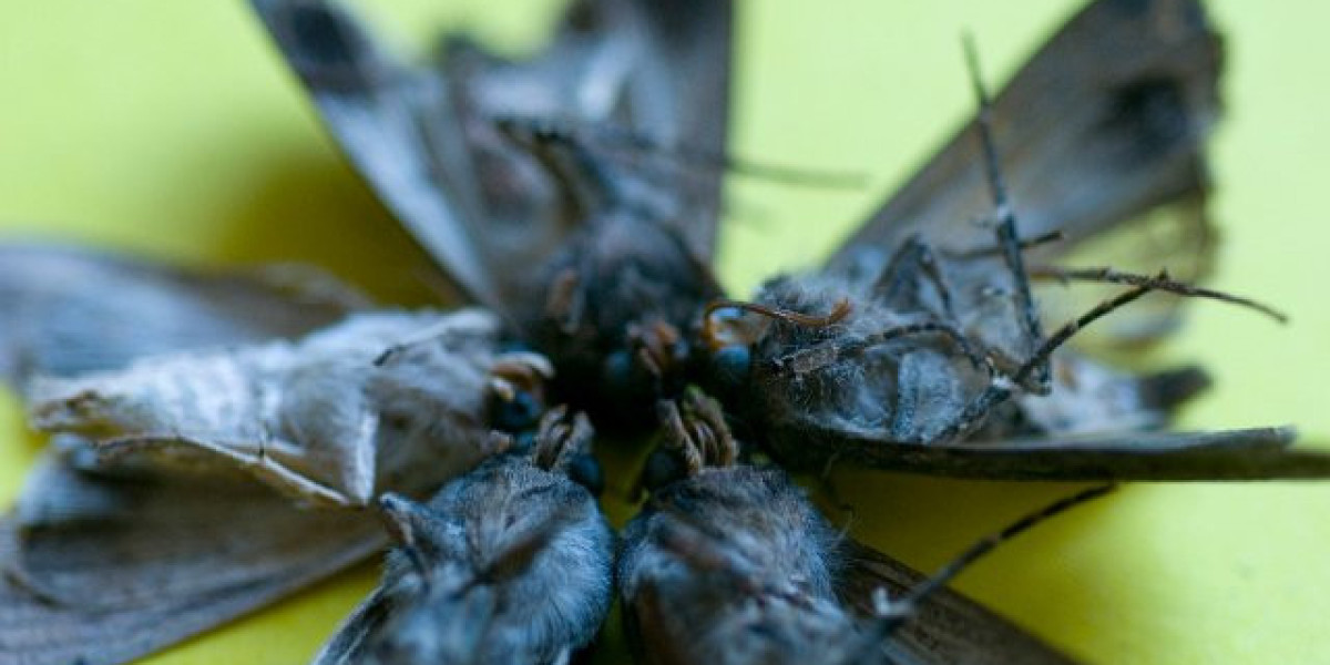 The National Casino: Official