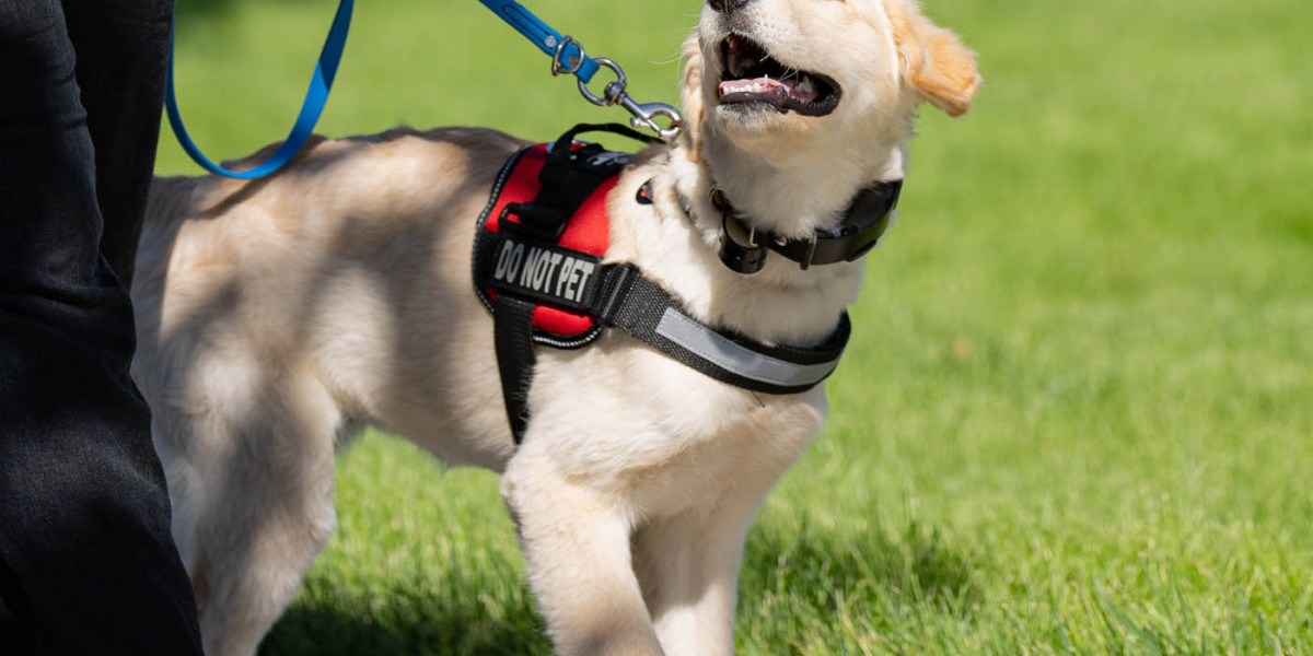 Dog Training for Venice, FL Helping Dogs Thrive in a Busy Coastal Community