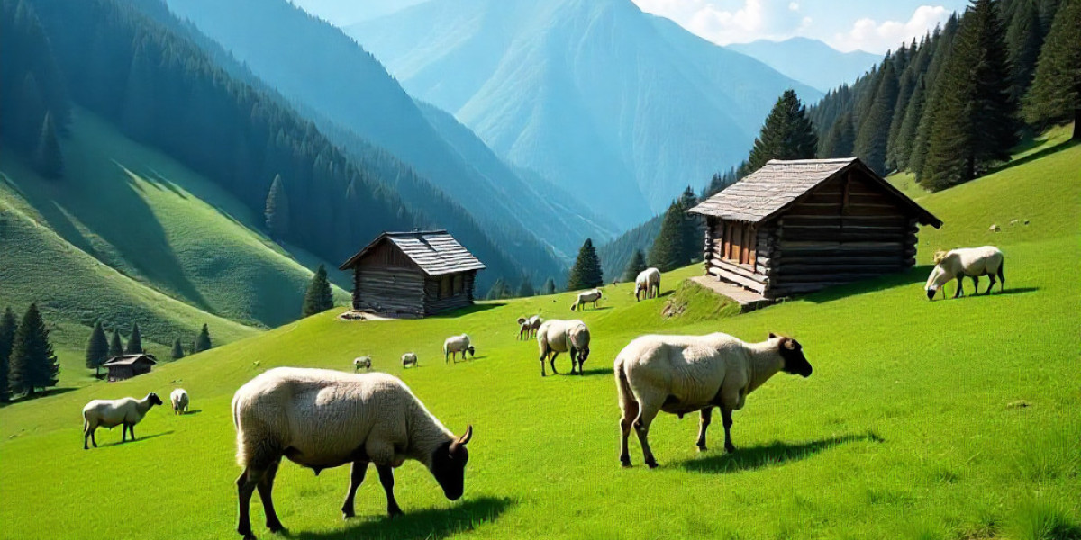 Beneath the Chinars: A Journey Beyond Time