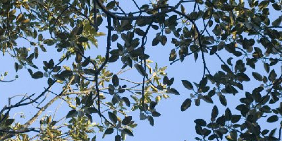 Meet the People Behind the Play