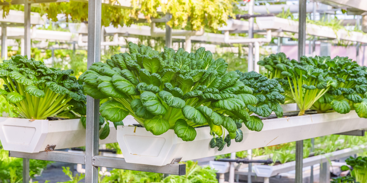 Is the Home Hydroponics Market Worth Investing in Right Now?