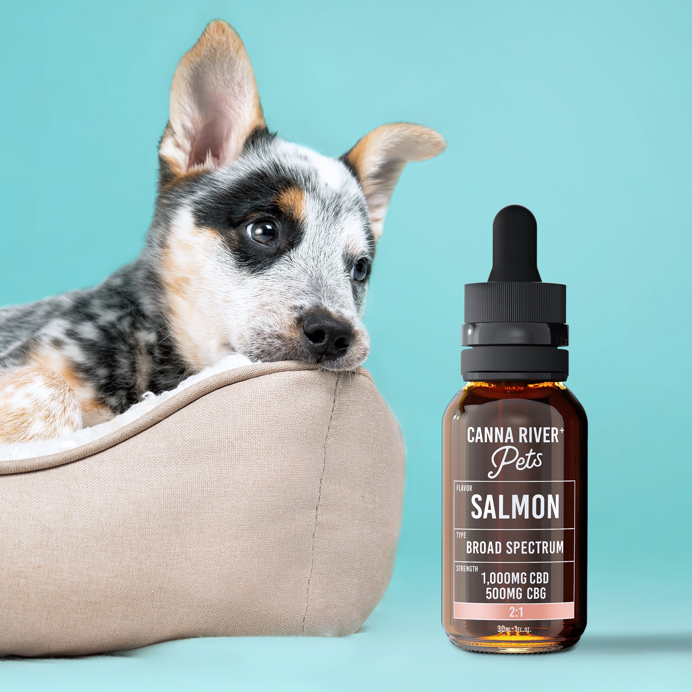CBD For Dogs: Relief and Care For Our Furry Friends. – Canna River