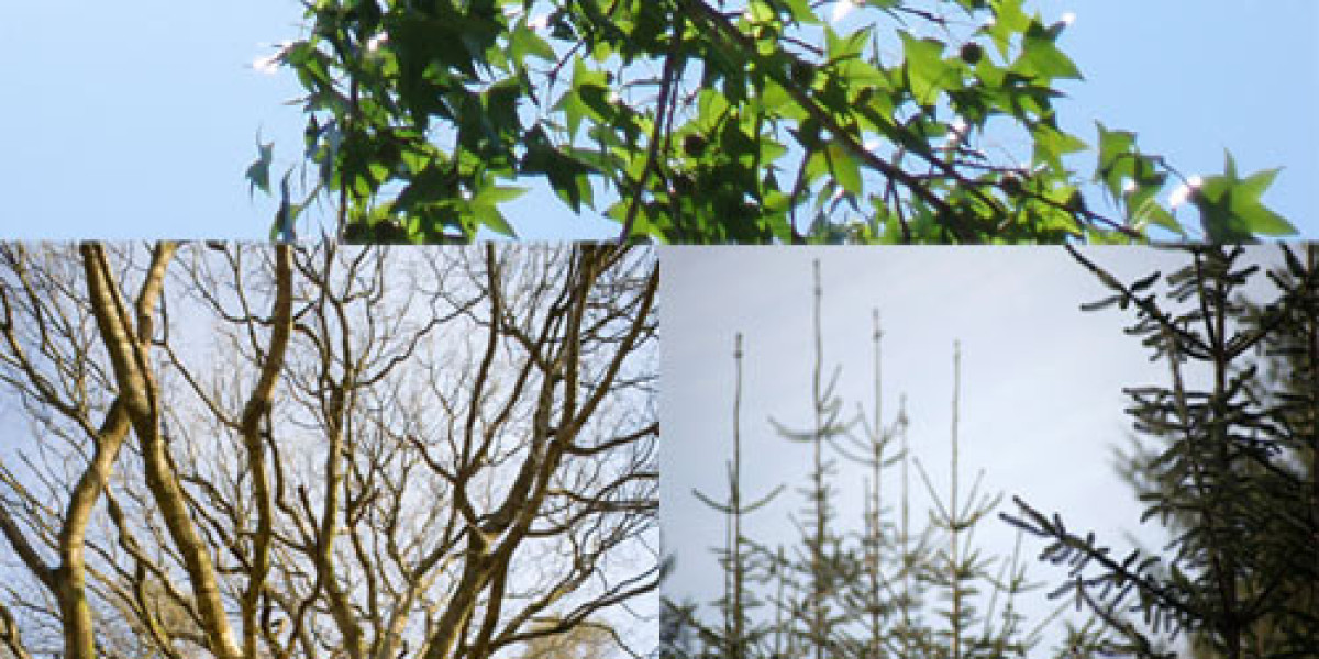 Rocketplay Casino No Deposit Bonus Codes 2025