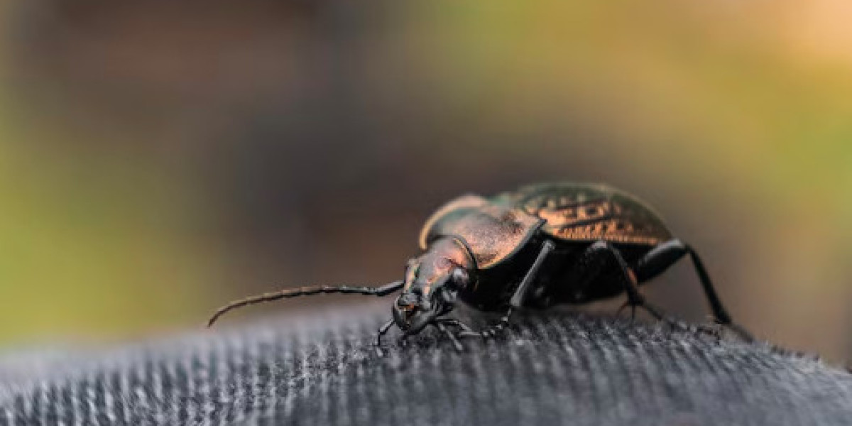 Long-Term Pest Control Peace of Mind for Kansas City Homes with Titan Pest & Wildlife Solutions KC