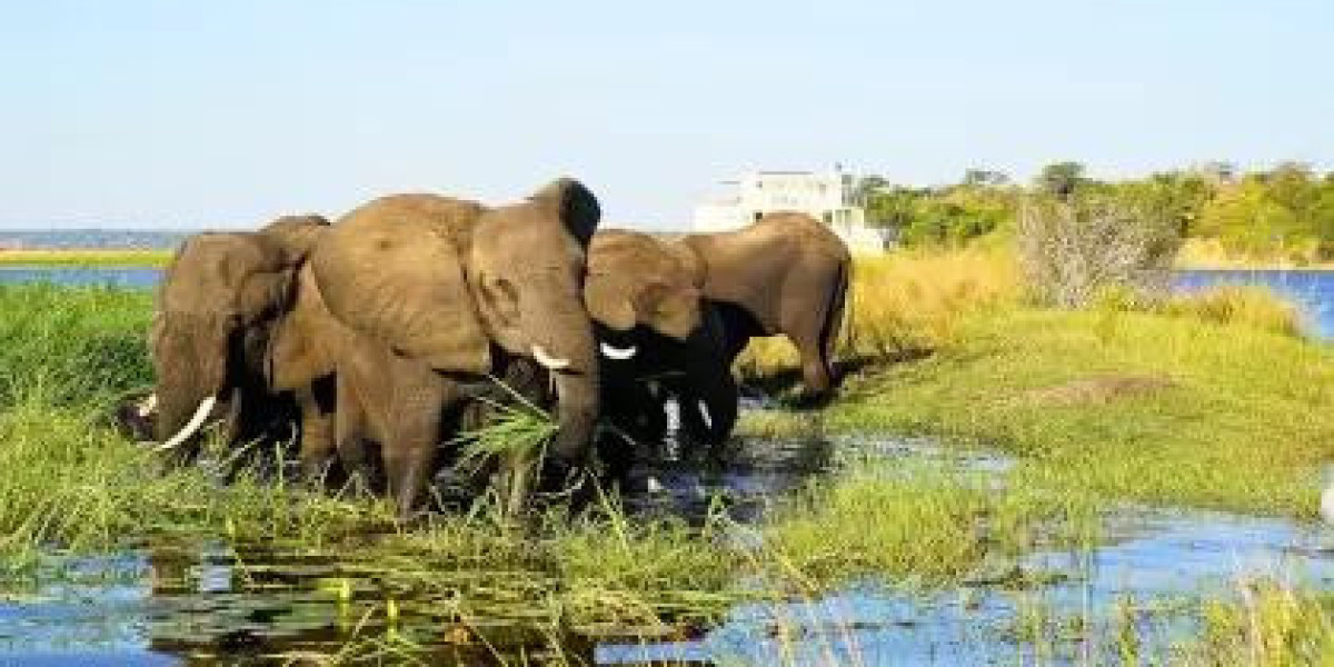 Unforgettable Safari Adventures Exploring the Wild Heart of Southern Africa