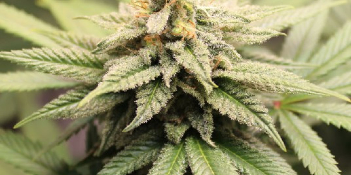 Hemp Flower Uses You Didn’t Know About: From Relaxation to Relief