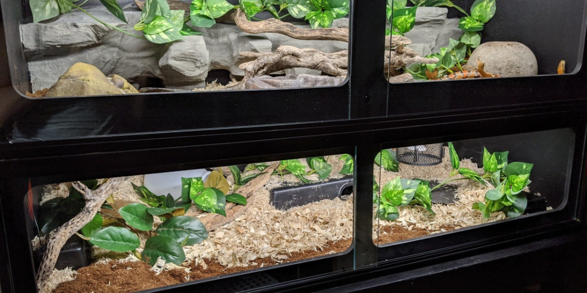 Common Ball Python Health Problems and How to Prevent Them