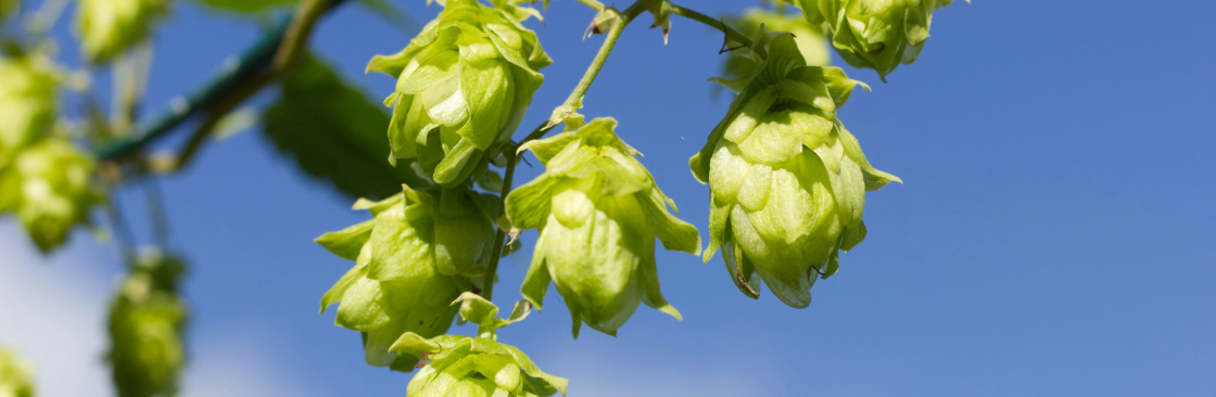 chris hollen Cover Image