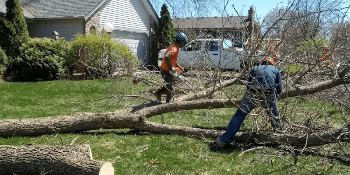 The Importance of Regular Tree Maintenance for a Healthy Yard