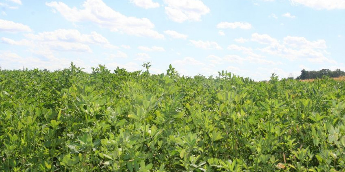 Australia Alfalfa Market Size, Share, Trends Report and Forecast 2026–2035