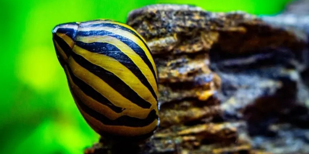 Why Aquarium Snails for Sale Are a Smart Choice for Your Tank