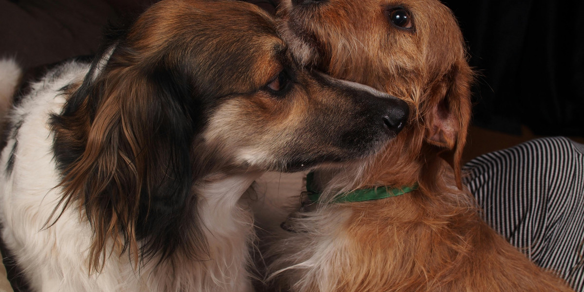 How a Dog Pregnancy Calculator Works: Week-by-Week Canine Pregnancy Guide