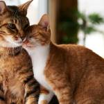 petio care Profile Picture