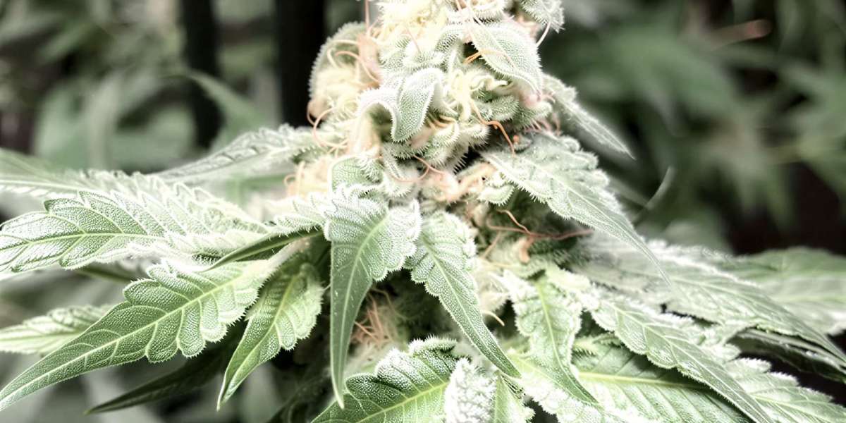 Cannabis Seeds Online | Premium Genetics for Growers