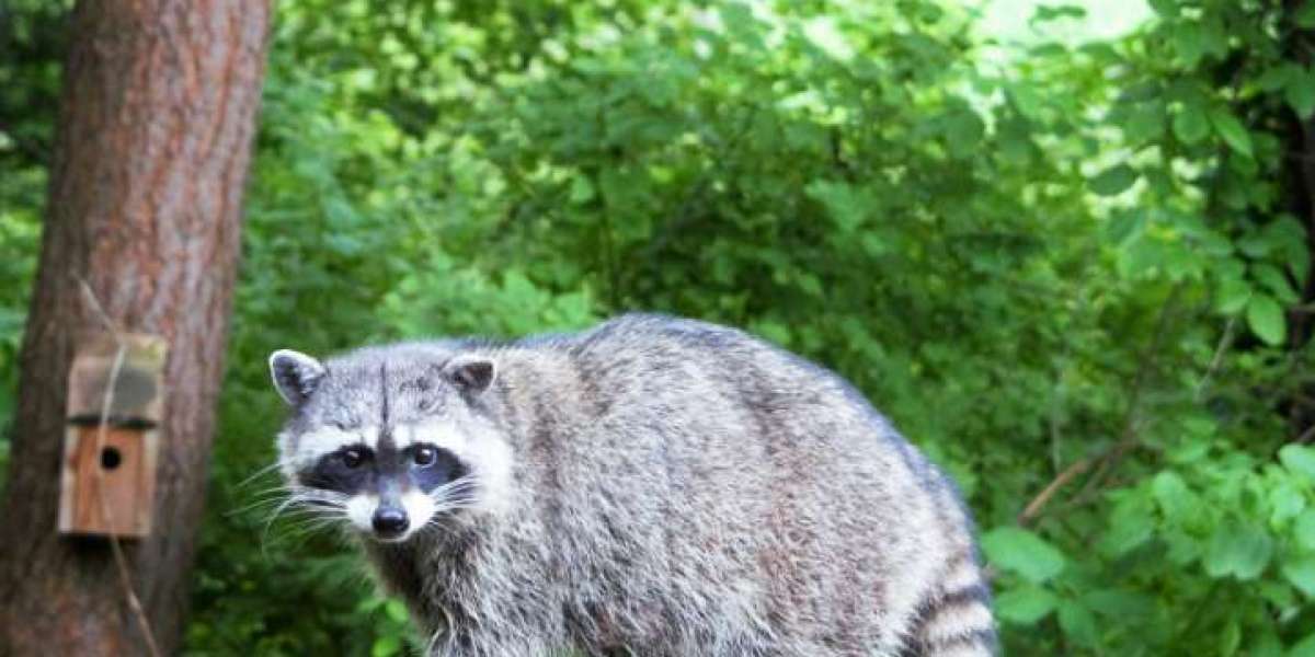 The True Cost of Ignoring Raccoon Infestations in Toronto