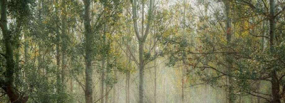 Placerville Tree Service Cover Image