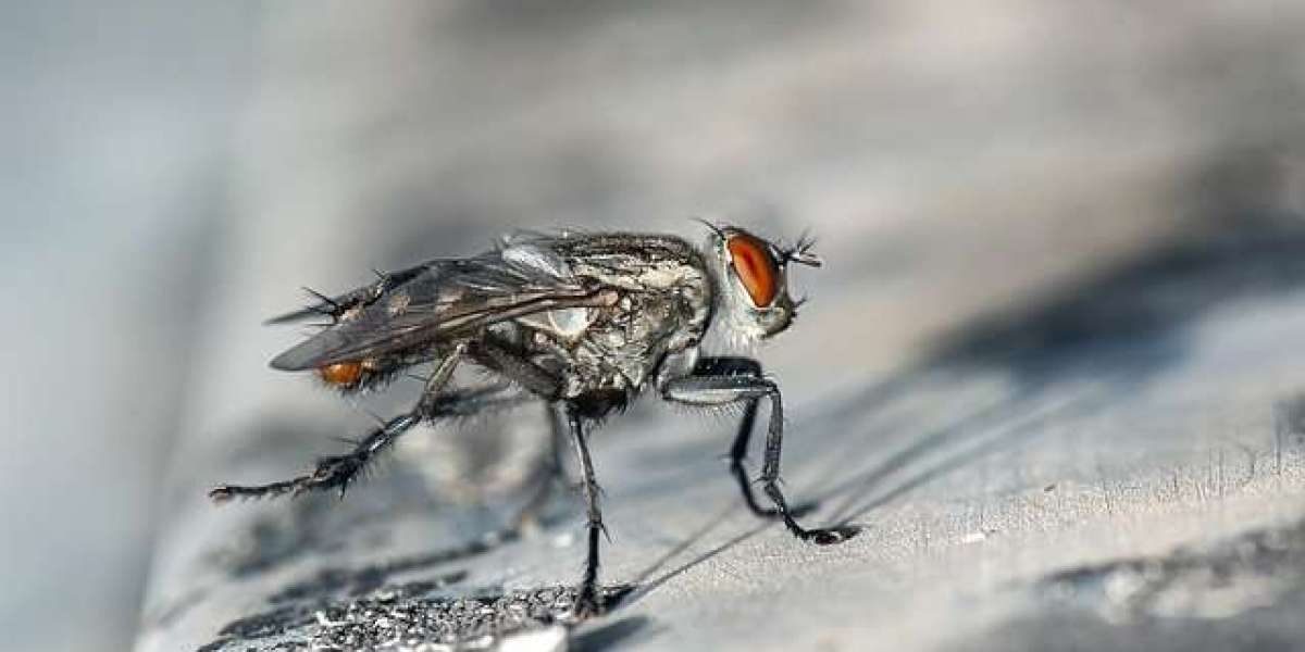 joa casino promotion