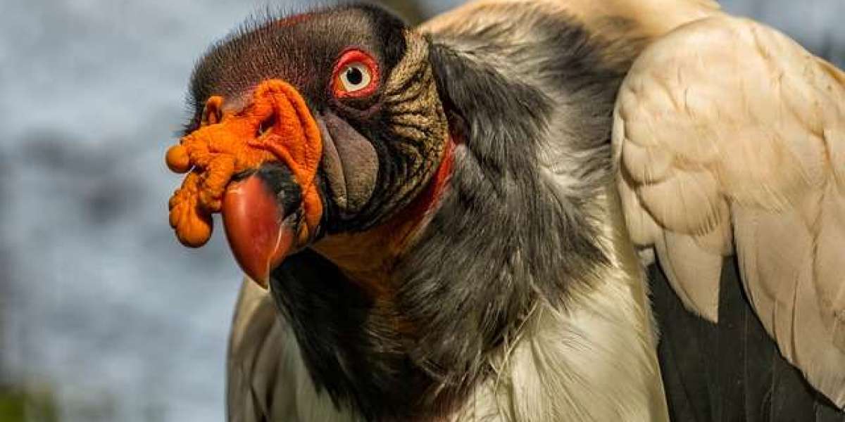 talismania casino bonus bienvenue