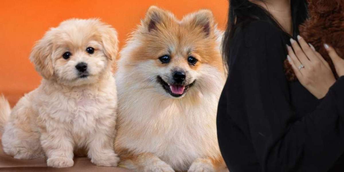 Pet Shop in Dubai for Quality Dogs and Puppies