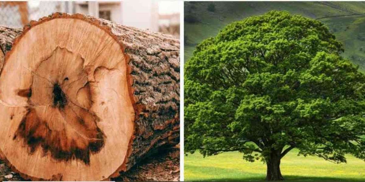 Best Wood for Furniture: Sheesham vs MDF vs Oak