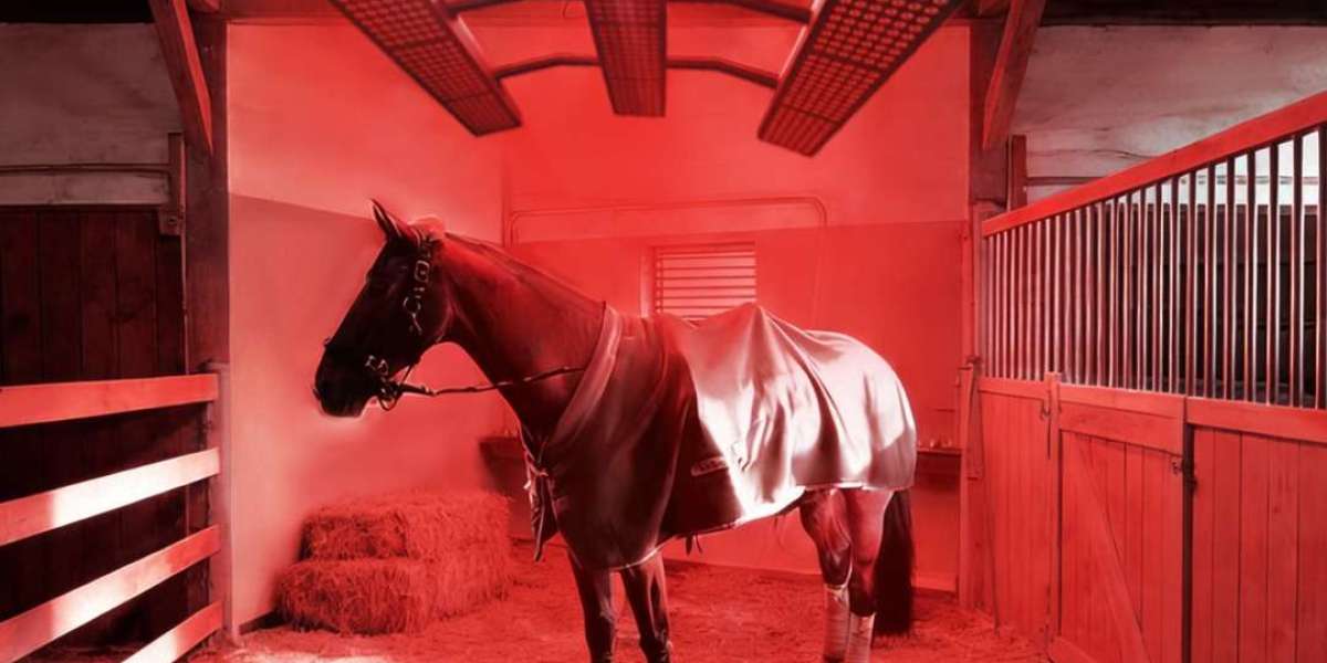 Improve Equine Health with a Red Light Therapy Blanket