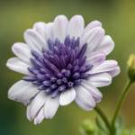 ruchikachitrabanu Profile Picture