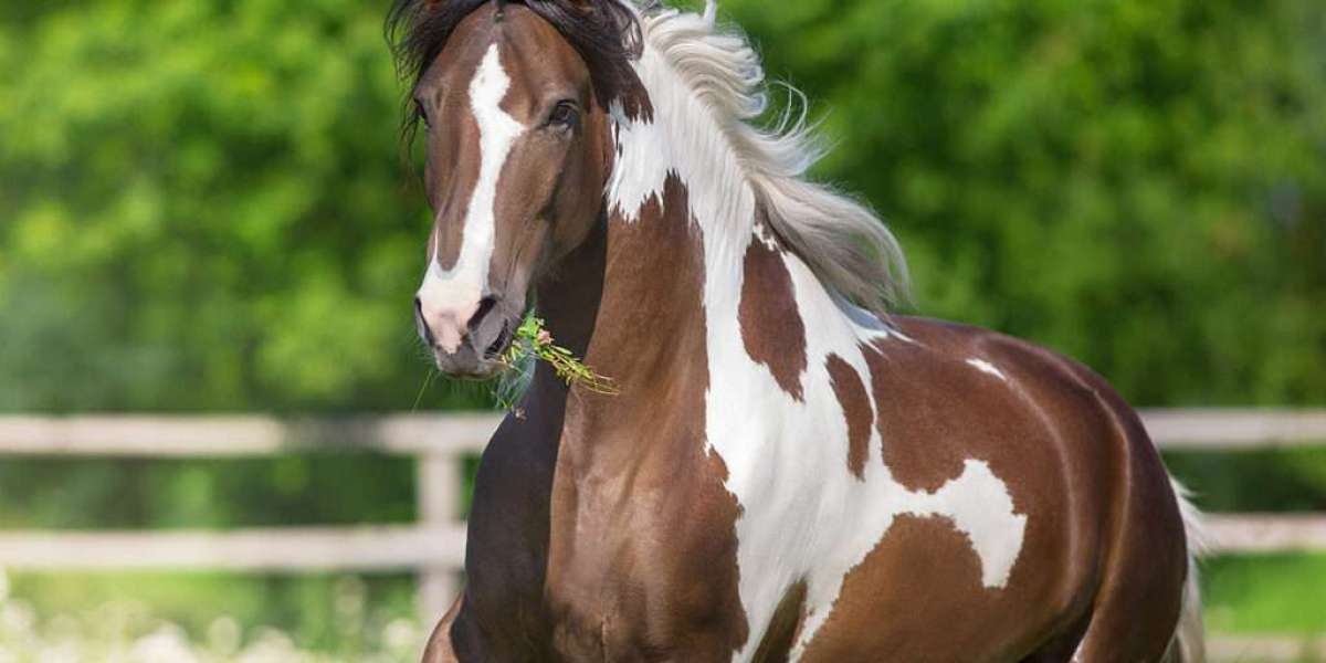 Playinhorse – Simplifying Sports Updates