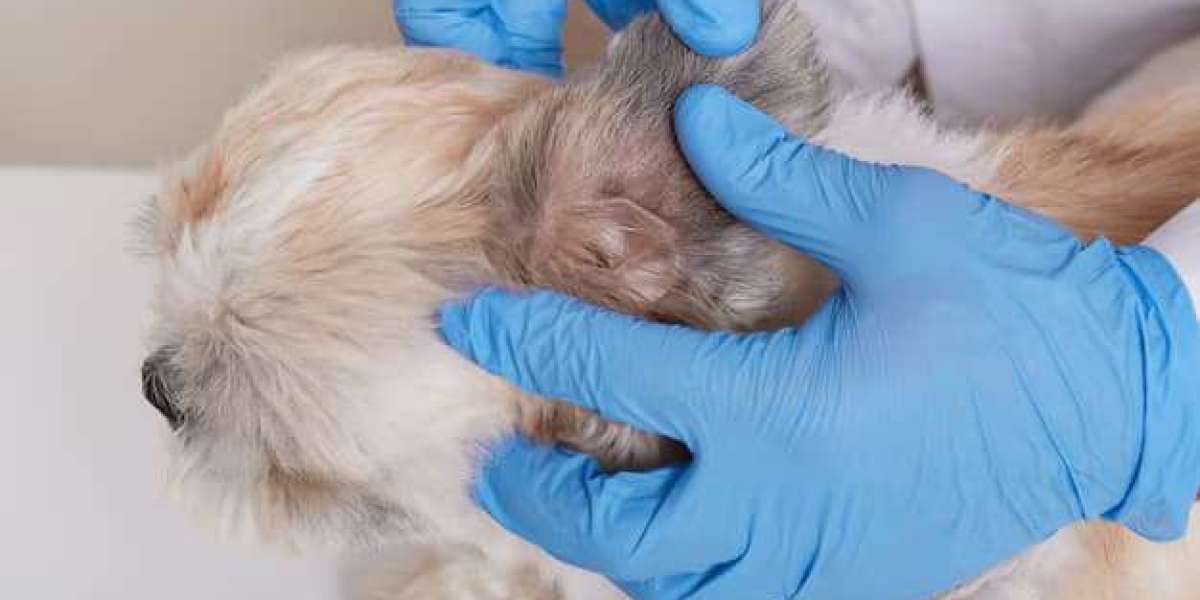 Preventing Infestations with Flea Cure for Dogs