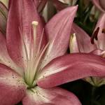 AIM Academy Profile Picture